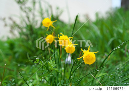 黄色いナルキッスス・ブルボコディウムの花（春、四月） 125669734