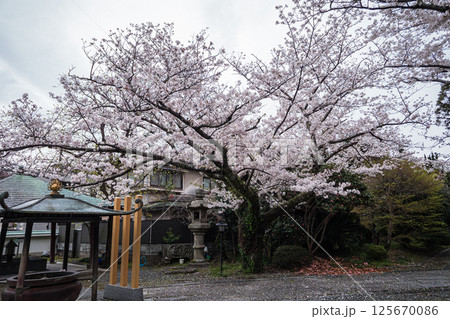 神奈川県鎌倉長勝寺桜と香炉 125670086