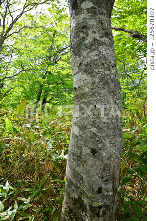 ブナ林の原生林　高原の田代湿原遊歩道　奥利根水源の森　みなかみ町　　　 125670107