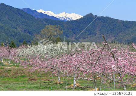 桃の花咲く安曇野の春 125670123