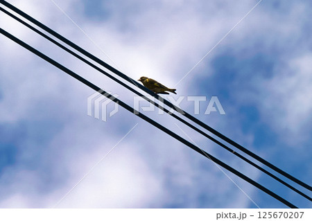 電線に止まるカワラヒラ 電線に止まるカワラヒラ 125670207
