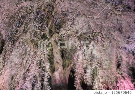 カラフルにライトアップされた夜風に揺れる枝垂れ桜　秋田県 125670646