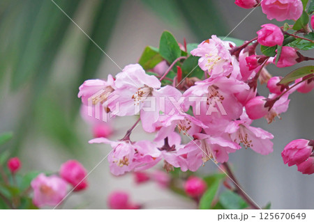 ピンクのハナカイドウの花(春、四月) ピンクのハナカイドウの花(春、四月) 125670649