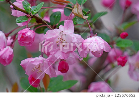 ピンクのハナカイドウの花(春、四月) ピンクのハナカイドウの花(春、四月) 125670652