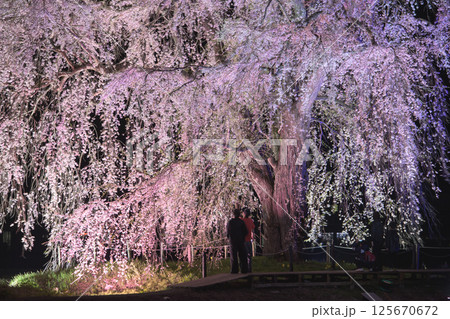 カラフルにライトアップされた おしら様の枝垂れ桜 秋田県 カラフルにライトアップされた おしら様の枝垂れ桜 秋田県 125670672