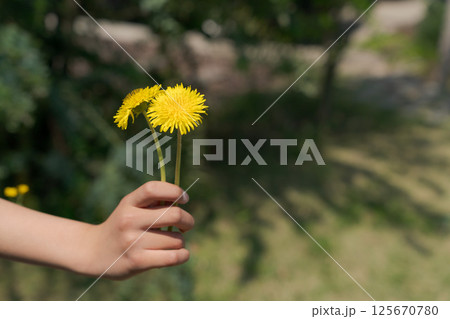 たんぽぽを持つ女の子の手 たんぽぽを持つ女の子の手 125670780
