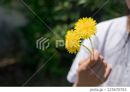 たんぽぽを持つ女の子の手 125670781