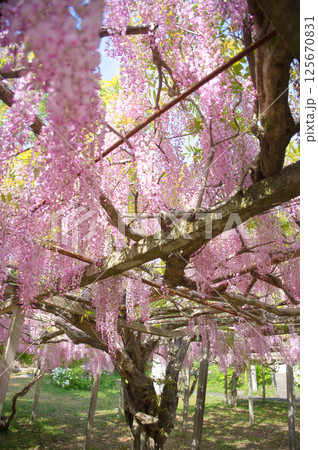 赤紫色の美しい藤の花 125670831