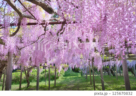 美しい満開の藤の花 125670832