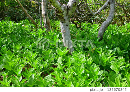 田代湿原 林床のコバイケイソウの群生 初夏の景色 群馬県 田代湿原 林床のコバイケイソウの群生 初夏の景色 群馬県 125670845
