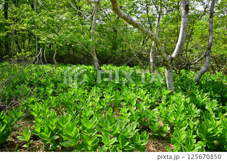 田代湿原 林床のコバイケイソウの群生 初夏の景色 群馬県 田代湿原 林床のコバイケイソウの群生 初夏の景色 群馬県 125670850