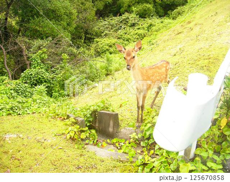 広島　宮島の鹿 125670858