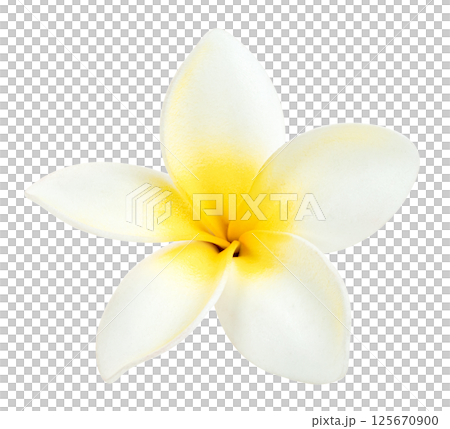 white flowers frangipani or plumeria isolated. white flowers frangipani or plumeria isolated. 125670900