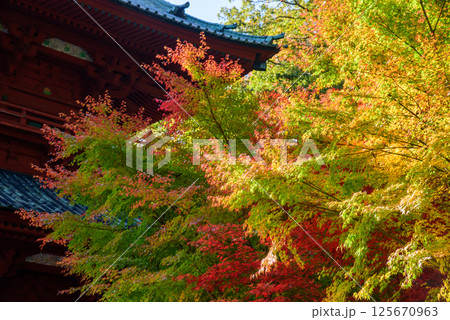高野山の秋　紅葉に包まれた大門 125670963