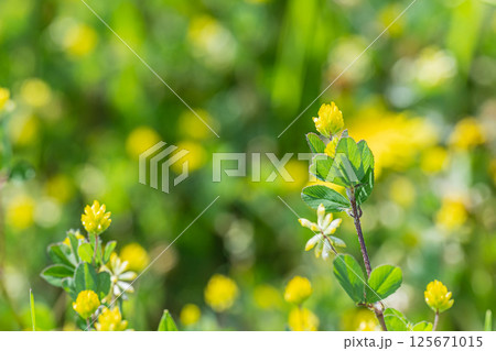 コメツブツメクサ 125671015