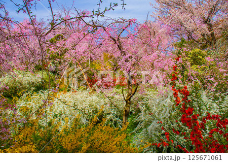 【京都風景】色とりどりの花に囲まれた原谷苑の桜 【京都風景】色とりどりの花に囲まれた原谷苑の桜 125671061