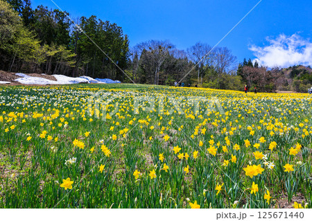斜面に咲くスイセン 125671440