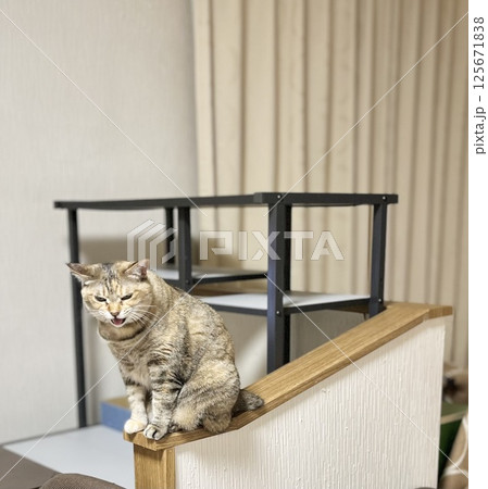 コピースペース・手すりに座って鳴くキジ猫 125671838