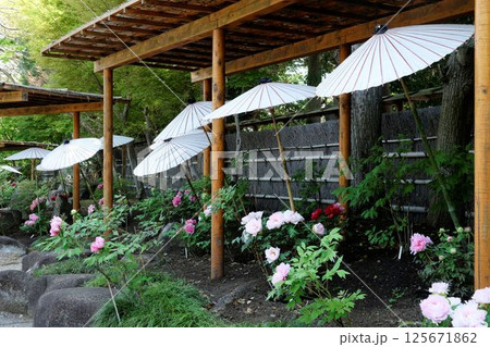 牡丹と和傘＿鶴岡八幡宮、牡丹庭園 125671862