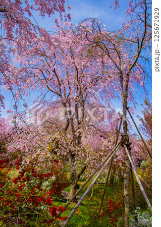 【京都風景】色とりどりの花に囲まれた原谷苑の桜 【京都風景】色とりどりの花に囲まれた原谷苑の桜 125671929