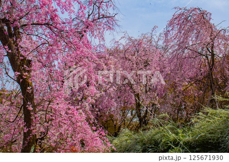 【京都風景】色とりどりの花に囲まれた原谷苑の桜 【京都風景】色とりどりの花に囲まれた原谷苑の桜 125671930