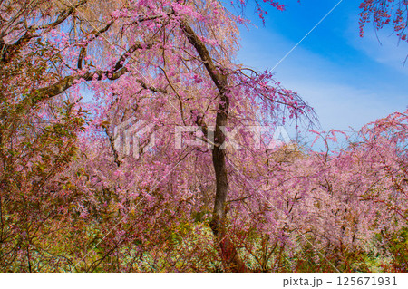【京都風景】色とりどりの花に囲まれた原谷苑の桜 【京都風景】色とりどりの花に囲まれた原谷苑の桜 125671931