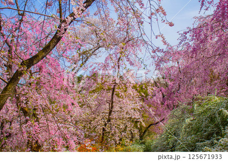 【京都風景】色とりどりの花に囲まれた原谷苑の桜 125671933