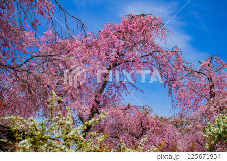 【京都風景】色とりどりの花に囲まれた原谷苑の桜 125671934