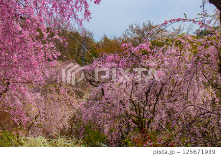 【京都風景】色とりどりの花に囲まれた原谷苑の桜 【京都風景】色とりどりの花に囲まれた原谷苑の桜 125671939