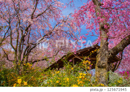 【京都風景】色とりどりの花に囲まれた原谷苑の桜 【京都風景】色とりどりの花に囲まれた原谷苑の桜 125671945