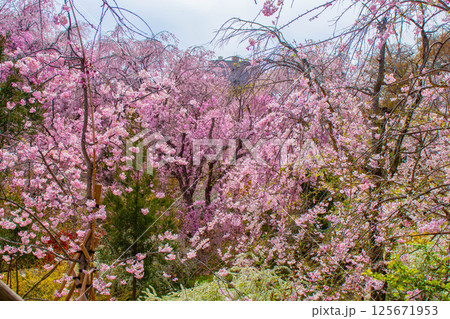 【京都風景】色とりどりの花に囲まれた原谷苑の桜 【京都風景】色とりどりの花に囲まれた原谷苑の桜 125671953