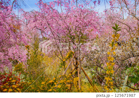 【京都風景】色とりどりの花に囲まれた原谷苑の桜 【京都風景】色とりどりの花に囲まれた原谷苑の桜 125671987