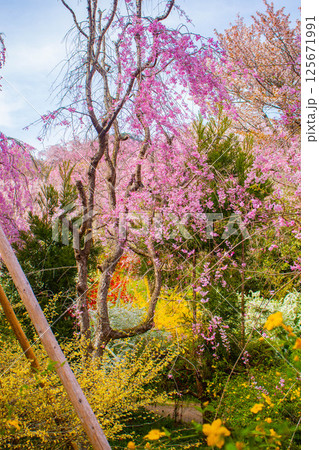 【京都風景】色とりどりの花に囲まれた原谷苑の桜 【京都風景】色とりどりの花に囲まれた原谷苑の桜 125671991