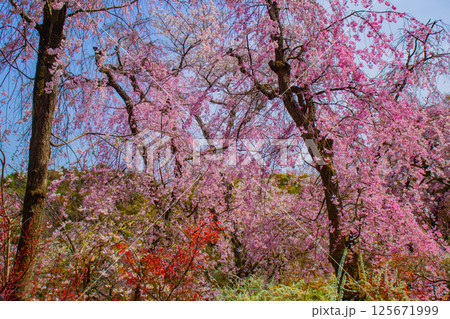 【京都風景】色とりどりの花に囲まれた原谷苑の桜 125671999