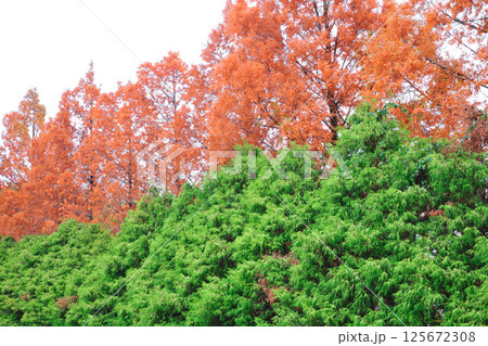 大高緑地公園の紅葉 125672308