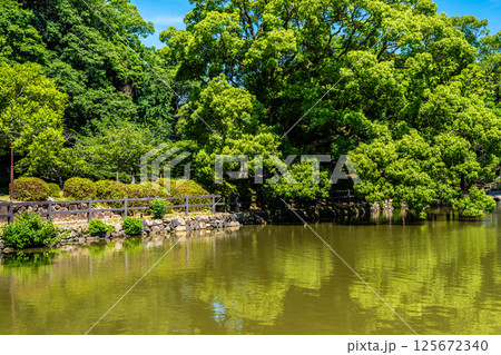 大村公園　新緑の桜田の堀【長崎県大村市】 125672340