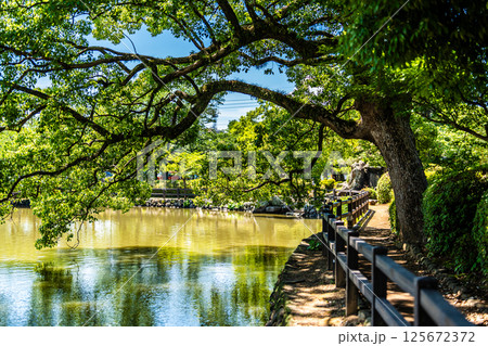大村公園 新緑の桜田の堀【長崎県大村市】 大村公園 新緑の桜田の堀【長崎県大村市】 125672372