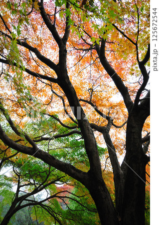 大高緑地公園の紅葉 大高緑地公園の紅葉 125672544