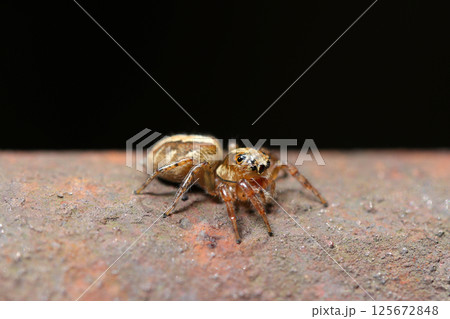 錆びた手すりにかわいいデーニッツハエトリ蜘蛛のアップ（自然環境下マクロ撮影） 125672848