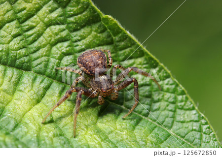 剛毛、茶褐色のカニグモの一種が葉の上でポーズ（自然環境下ストロボマクロ撮影） 125672850