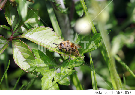 4月の草地にアラメハラナガツチバチ属ツチバチの姿(自然光+ストロボマクロ撮影) 4月の草地にアラメハラナガツチバチ属ツチバチの姿(自然光+ストロボマクロ撮影) 125672852