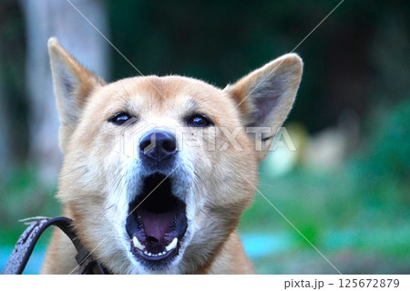 吠える犬 125672879