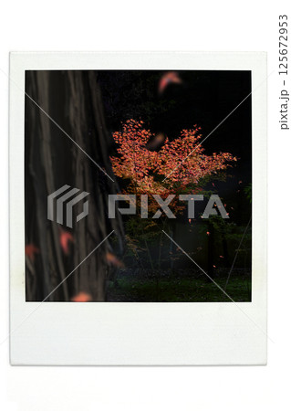 紅葉　ポラ風 125672953