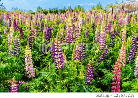 みやざき園のルピナス【長崎県大村市】 125673219