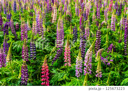 みやざき園のルピナス【長崎県大村市】 125673223