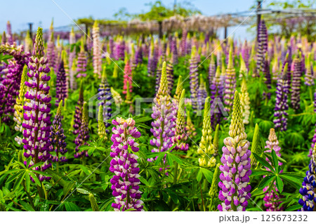 みやざき園のルピナス【長崎県大村市】 125673232