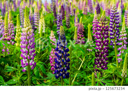みやざき園のルピナス【長崎県大村市】 みやざき園のルピナス【長崎県大村市】 125673234