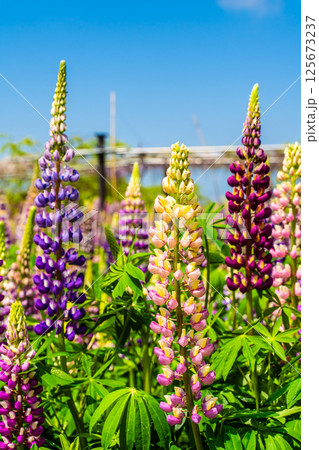 みやざき園のルピナス【長崎県大村市】 125673237
