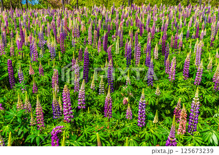 みやざき園のルピナス【長崎県大村市】 125673239