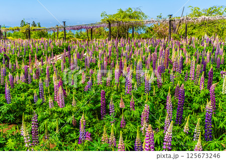 みやざき園のルピナス【長崎県大村市】 125673246